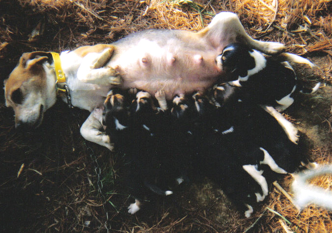 Laneline Katie with Pups