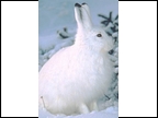 Winter Snowshoe Hare