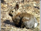 Summer Snowshoe Hare