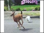 Deer Chased By A Cat?