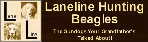 laneline website banner