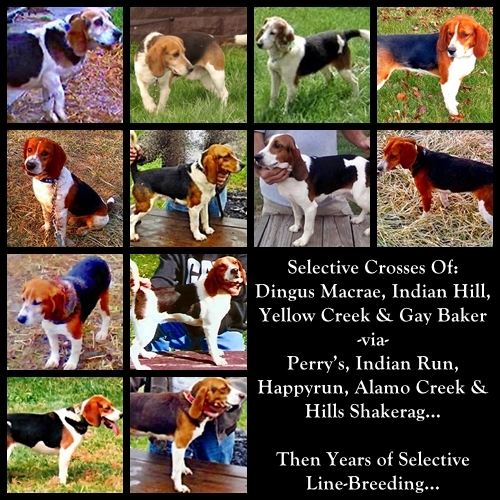 Laneline - Hunting Beagle History 