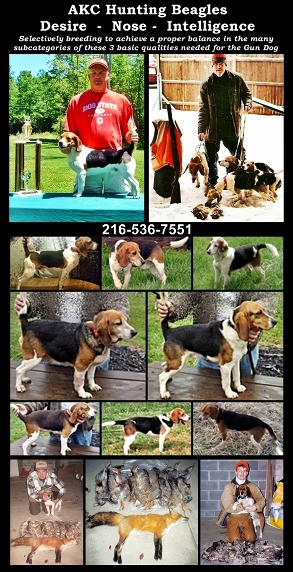 Laneline Beagles Laneline Beagles