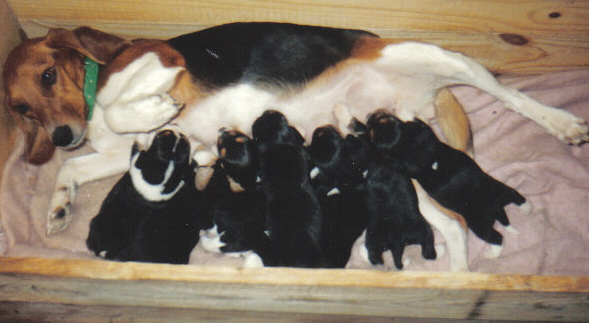 Laneline Ginger with Pups