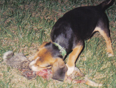 Laneline Pup First Taste of Rabbit