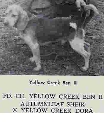 FC Yellow Creek Ben II