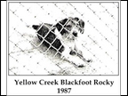 Yellow Creek Blackfoot Rocky