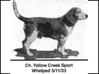 Yellow Creek Sport