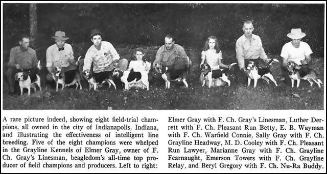 Very Rare Beagle Field Trial Photo
