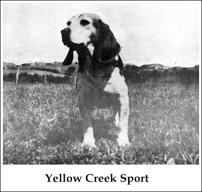 Yellow Creek Sport