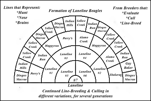 Laneline Beagles Formation Chart
