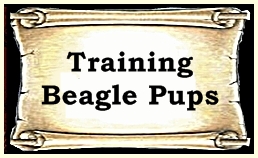 Training Beagle Pups To Chase Rabbits