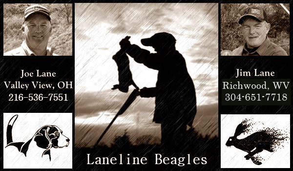 Laneline - Hunting Beagle History & Informational Site